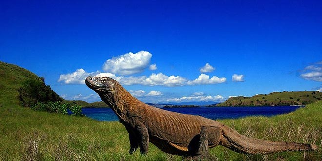 Pulau Komodo